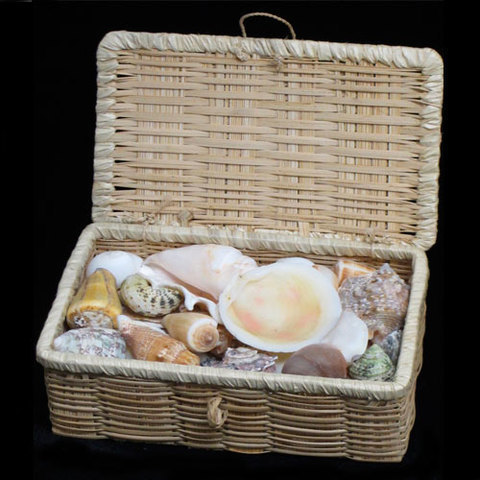 cofre conchas de mar
