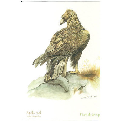 Tarjetas fauna asturiana Águila Real 