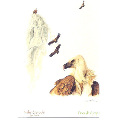 Tarjetas fauna Picos de Europa Buitre Leonado