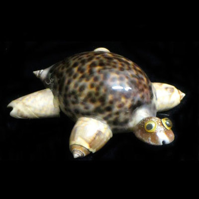  Tortuga grande 